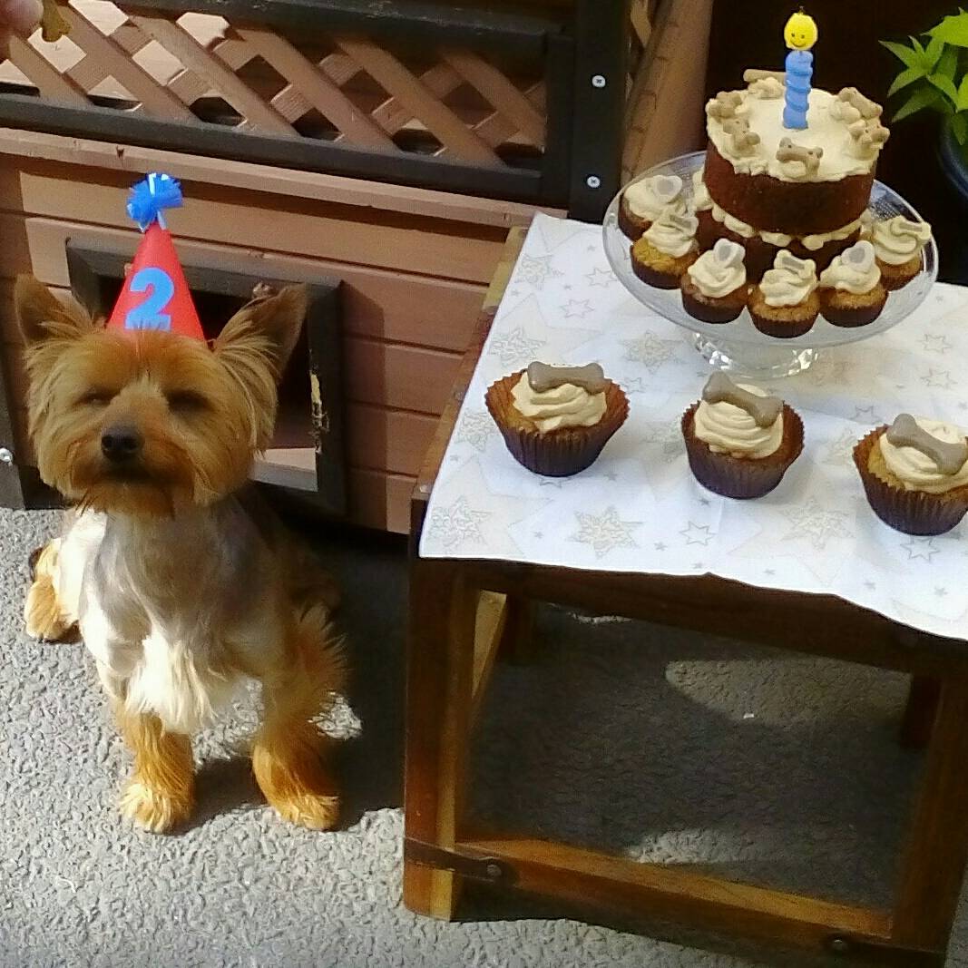 PiosaCake's tweet photo. Pooch party cos everyone in the family gets a cake on their birthday 🎂 🐕 https://t.co/7DCXeSM8DE