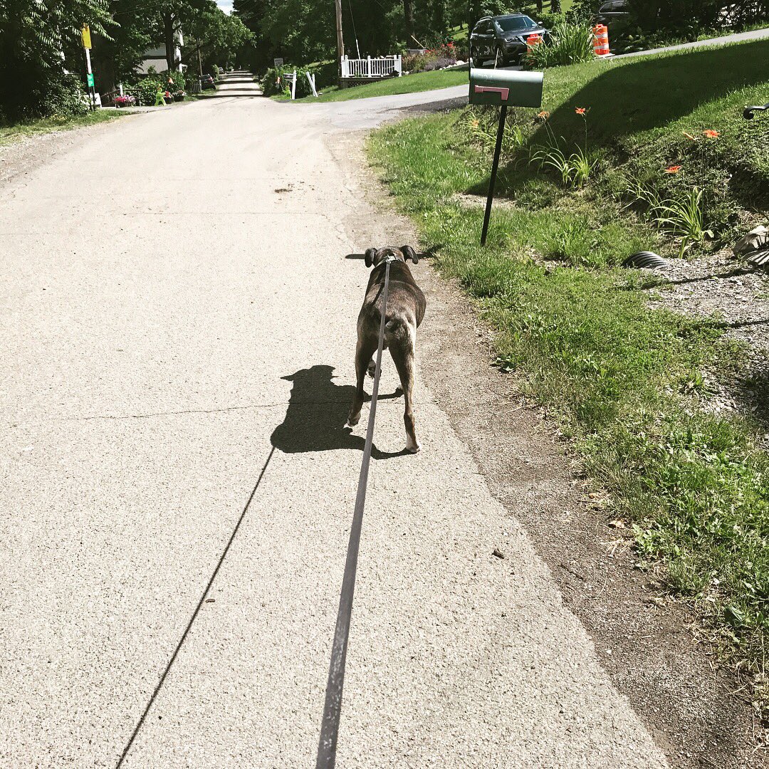 autobryan's tweet photo. Morning walk down the lake #oldglorylakehouse #williefest17 #oldmanmax https://t.co/rzzfwrZQvE
