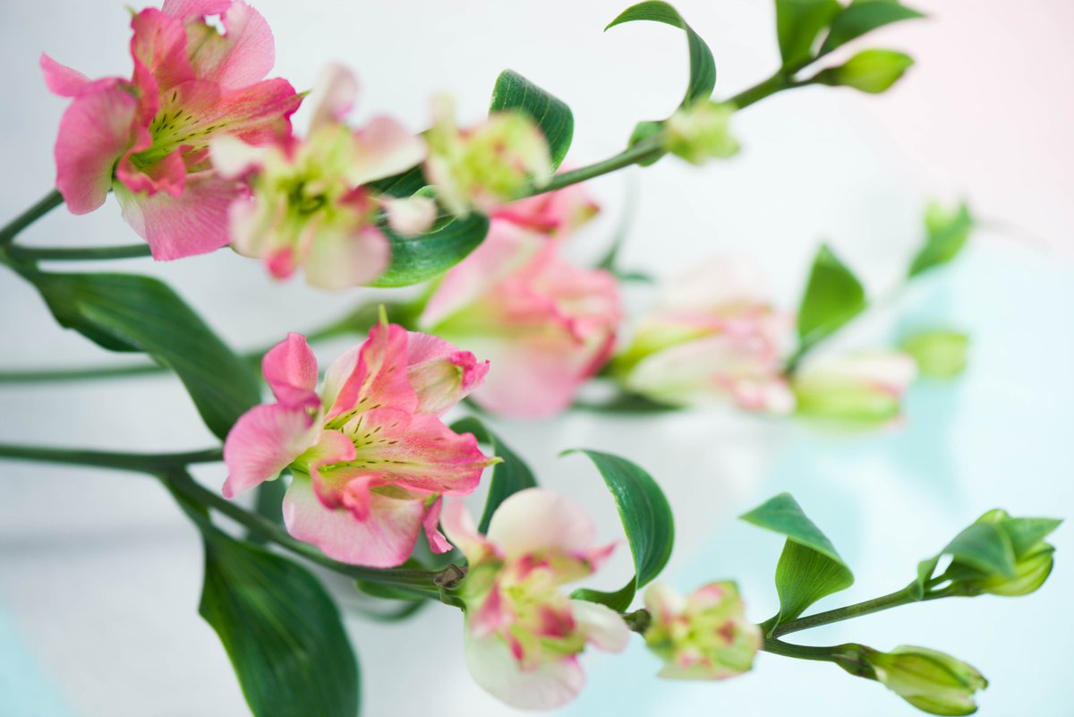 Charmelia on tour vervolgd haar weg en verrast &amp; verovert vandaag de harten van diverse bloemisten in Blaricum, Huizen en Laren.