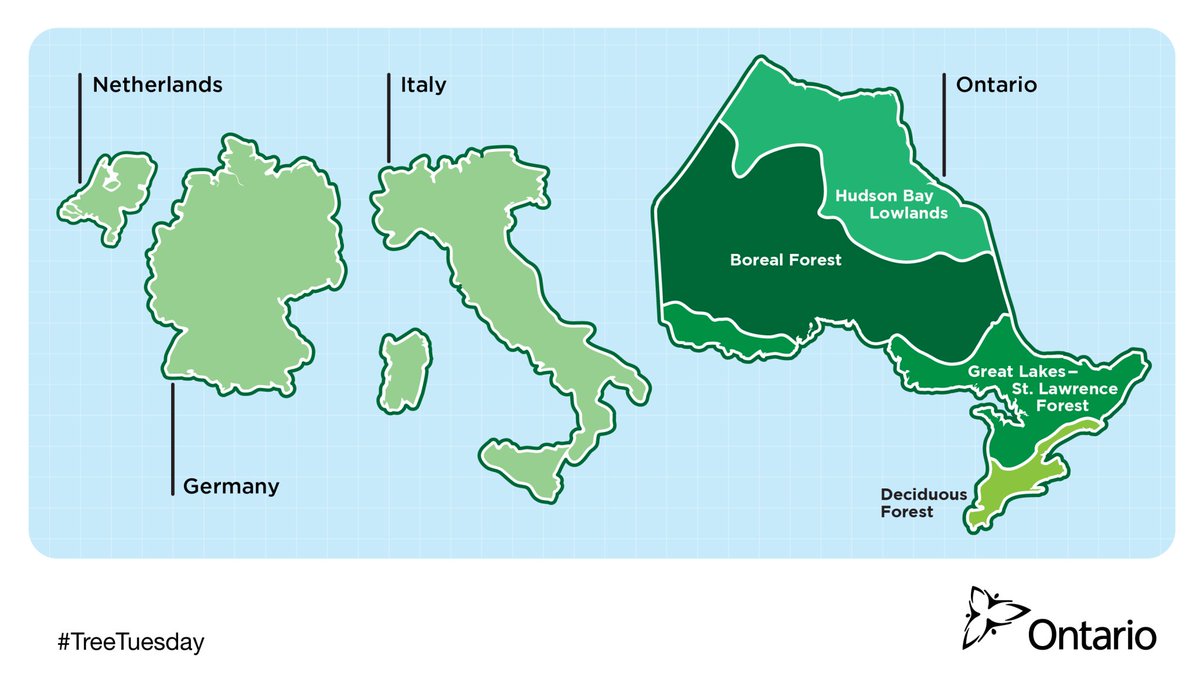 #DYK Ontario has 71 million hectares of forest – an area equal to Germany, Italy and the Netherlands combined? #TreeTuesday
