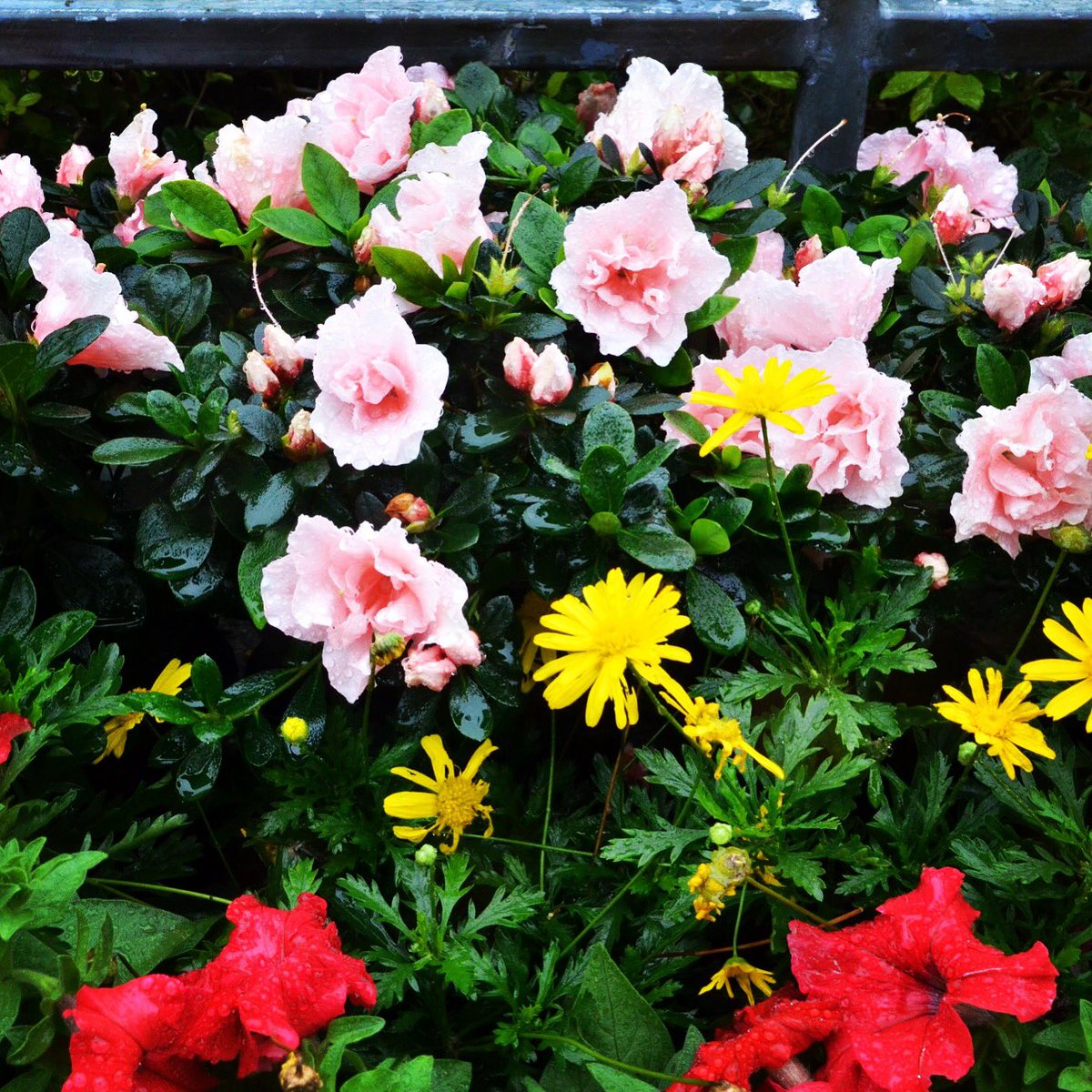 TapCE3's tweet photo. #flower #conservation #naturelovers #pink #HongKong #city https://t.co/JqfPNKZmbP