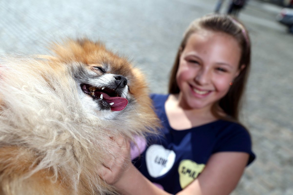 Pets in the Park tweet media