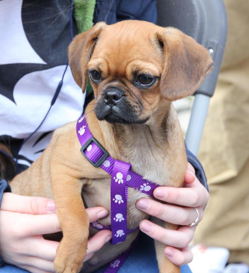 Pets in the Park tweet media