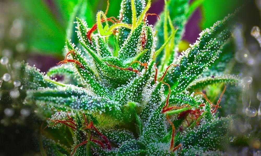 BudBoxExpress's tweet image. Trichome Tuesday: Like what you see? Now medicinally legal in Maryland! Register at mmcc.maryland.gov and buy this Fall. #legalizeit 🚬