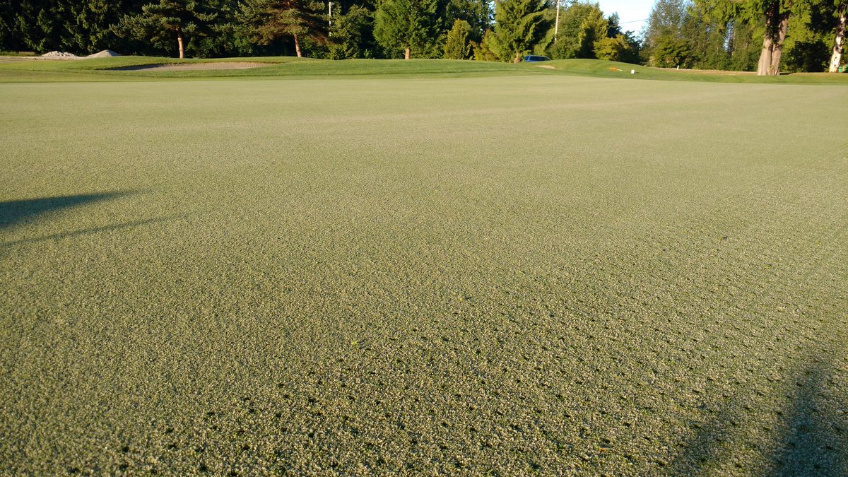 Topdress and needle tine back 9 today