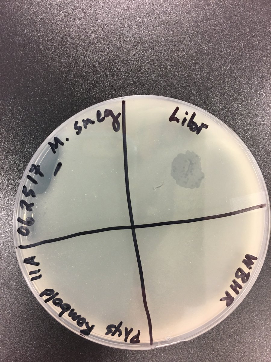 dwilliamsccu's tweet photo. Here is a tweet. #phageacademy https://t.co/bNQsIOt9kM