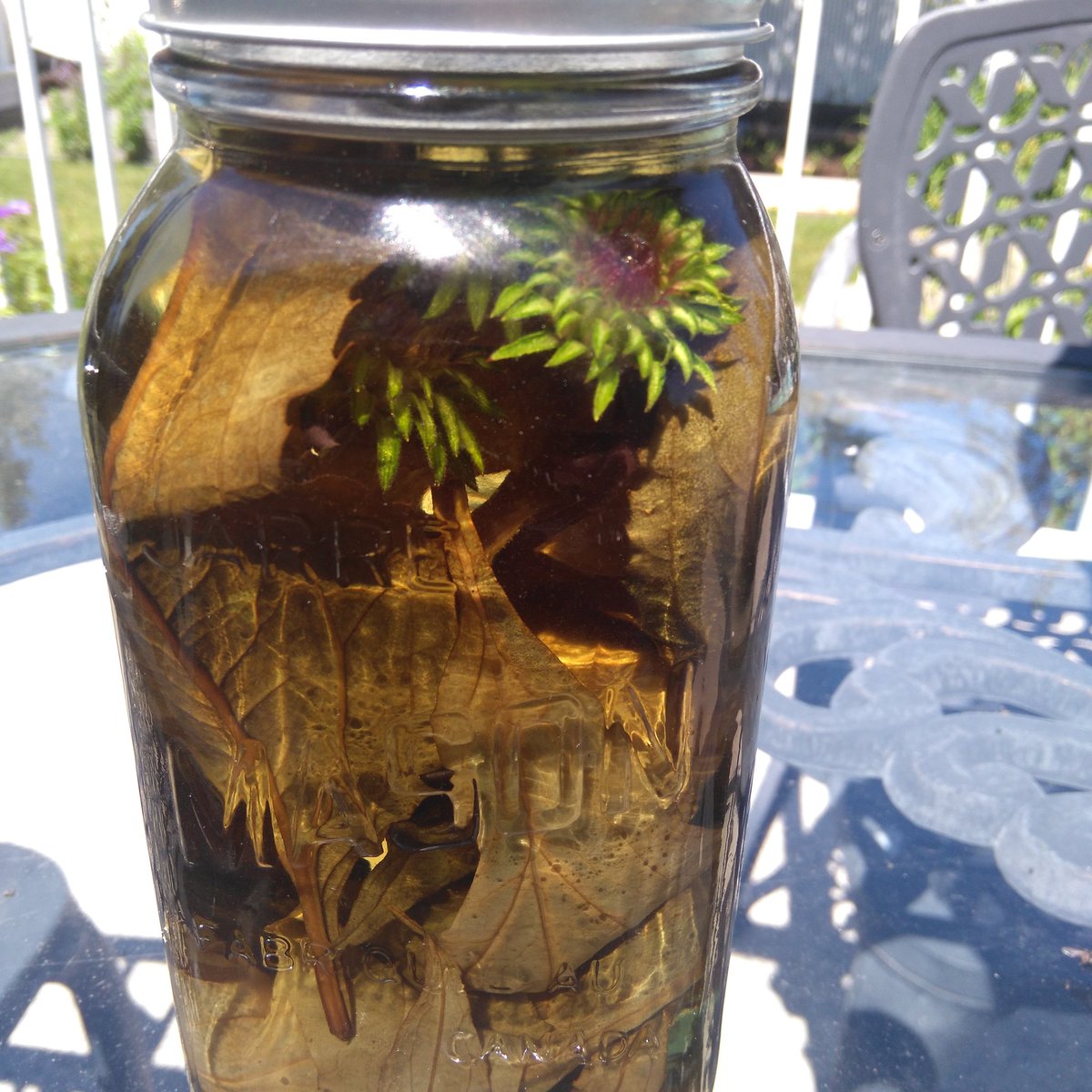clueoproducts's tweet photo. Step 2 of my echinacea tonic#All-natural #echinacea #madeinquebec #herbology https://t.co/7rloKyWA4a