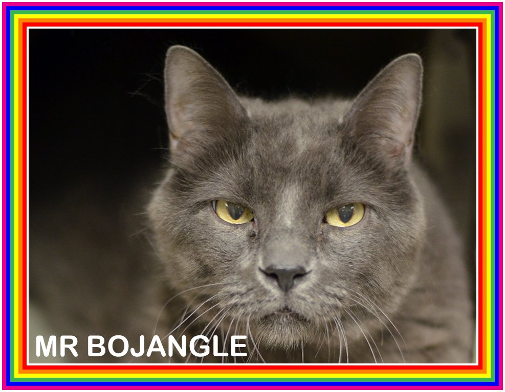 philafelines's tweet photo. In memory of MR. BOJANGLEπ
Dumped by 'owner' when you needed help, killed 2 days later. Run healthy and free from pain, sweet boy. R.I.P. πβ€ https://t.co/v5uN48adbx