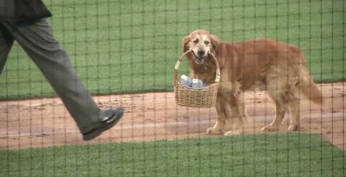 Deadspin's tweet photo. Jake the very good dog brings water to thirsty umpires: https://t.co/lw1gjS8Qhl https://t.co/iy9LBTlcDc