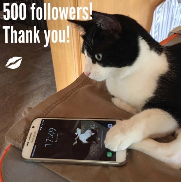 TheCatCassy's tweet photo. Oh wow! Thank you so much for 500 followers! #catlover #thecatcassy #catsfixation #catlover #cat #cute #thankyou #love #kitty #animal https://t.co/a3fZHN1brF