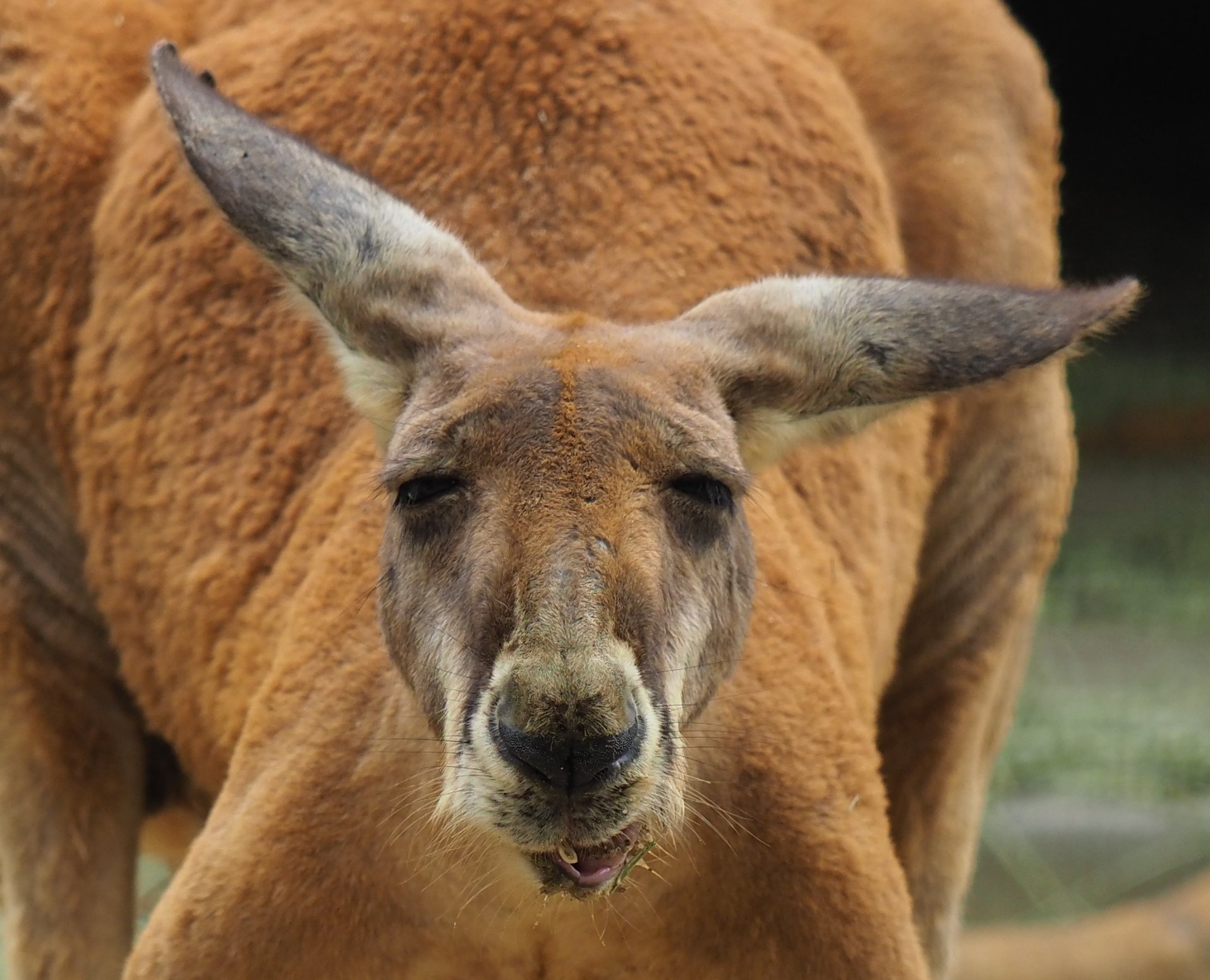 さかな 腹立つ顔のカンガルー 東山動物園 さかな 腹立つ顔のカンガルー 東山動物園