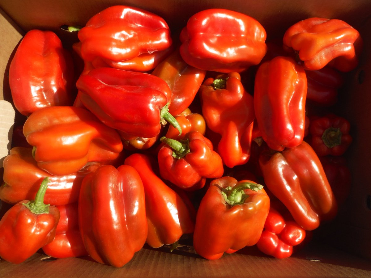 JJRanchProduce's tweet photo. We will be making the move to Arvin, CA this week for Red and Yellow Bell Peppers and continuing with Green Bells in Arvin through July! https://t.co/4L48ZDlfnB