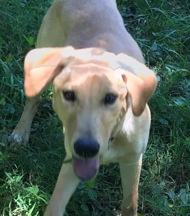 Meet Eldredge! 5mo male #Lab mix, 25lbs Loves to #cuddle plays well with other #dogs #TongueOutTuesday #Rescue #AdoptDontShop