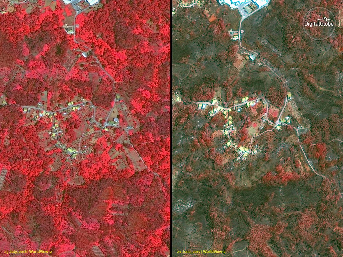 vantortech's tweet image. Eucalyptus trees blamed for fast spreading wildfires in #PedrogãoGrande, Portugal. See our before &amp;amp; after images. #Worldview2 #FirstLook