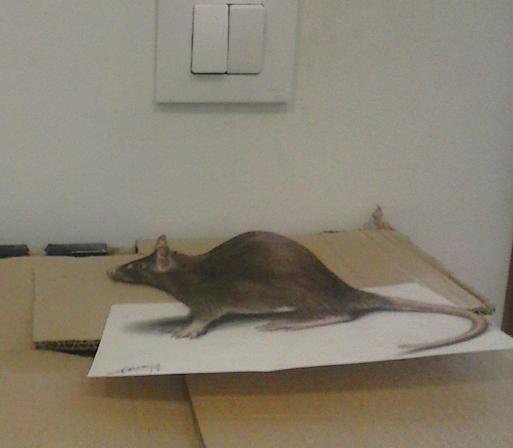 Rebeca_Pintora's tweet photo. dibujo en 3d #mouse #3d #drawing3d #painting https://t.co/DHHuNCQW1s