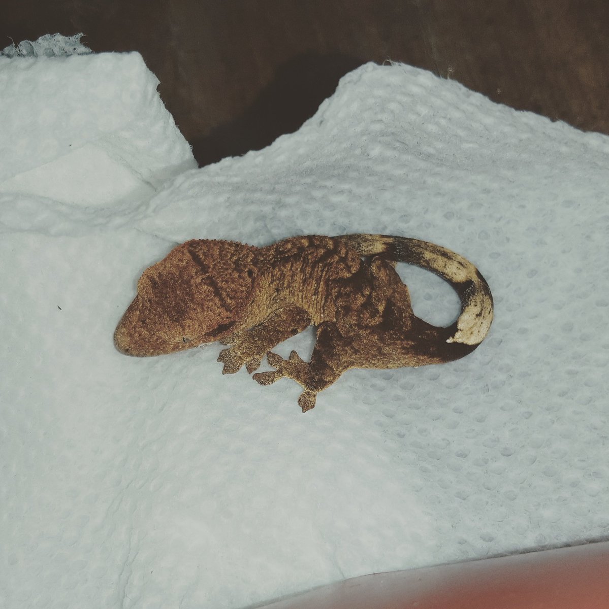 PCExotics's tweet photo. This is prroooobably gonna be a holdback. #crestedgecko #reptiles #geckos https://t.co/PGgglIkyZP