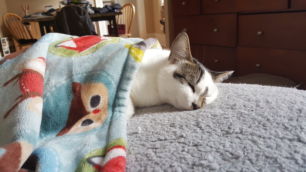 MyOtrSelf's tweet photo. 🐈The way &amp; the life of Jessa! 🐱
#kittenslife #naptime #knaackadventures https://t.co/PONmItl3Yo