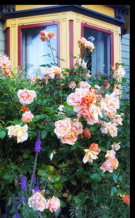 #summer is here 
the time is ripe 
for flaunting your bloomin' best

#yyj #roses