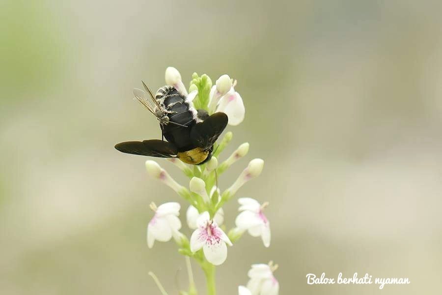 BaloxJc's tweet image. I do not know what they are doing..
@Britnatureguide @NatureUK @nature_org @NHM_Bees #bee #savebee #NaturePhotography #photography #DSLR