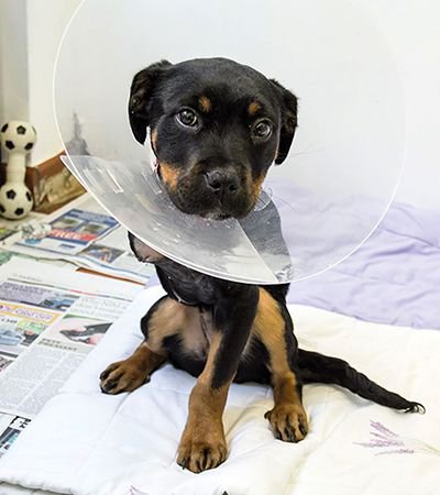 More work that helps to rescue, rehabilitate and re-home defenceless animals. #GoodFeeling > #FeelingGood 

#ThirdSector #Marketing #Charity