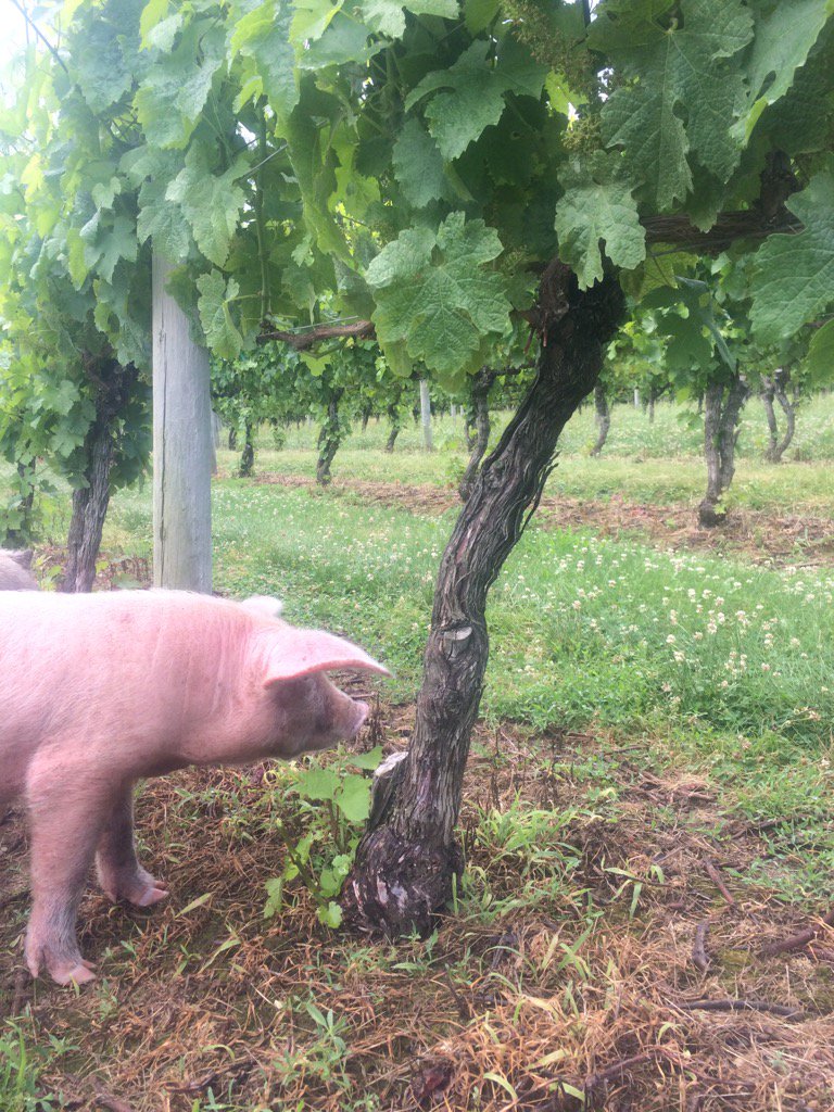 New suckering machine!!'