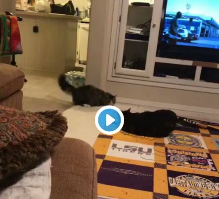 miaoubox's tweet photo. Les chats sont des ninjas ! La preuve en images 🐱‍ -->  https://t.co/fnk3tYmSte https://t.co/meXiY9AyPa