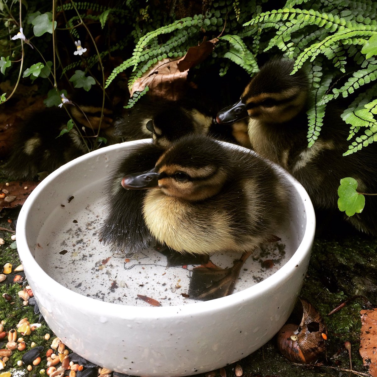 Dorset Wildlife people what do I do with 5 abandoned day old Ducklings please, Mummy no where to be seen since this morning? <a href="/Dorset_Hour/">#Dorsethour</a>