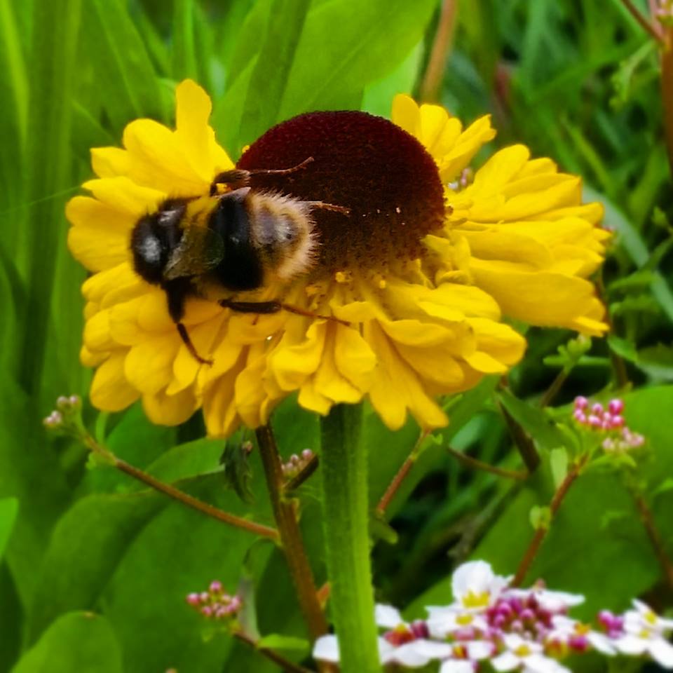 danbonhamphoto's tweet photo. Busy Bee.  @ClockhouseEN2 #Photography #Nature #NaturePhotography #Plants #WildPlants #CloseUp #Focused #ColourBalance #Flower #Bee https://t.co/iGxZ5bRzc7