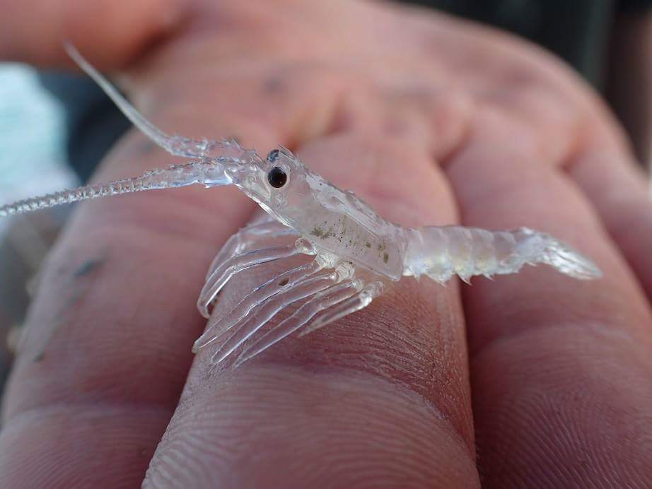 KaptanHindustan's tweet image. Rare transparent lobster