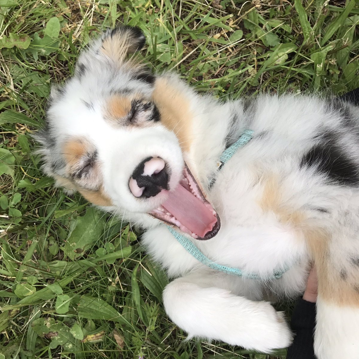 B0riotti's tweet photo. People ask me what my new diet is. I say owning a puppy and no time to eat 😂 it's called the "Blue Diet." #DogMoms https://t.co/jHyEIY71Jp