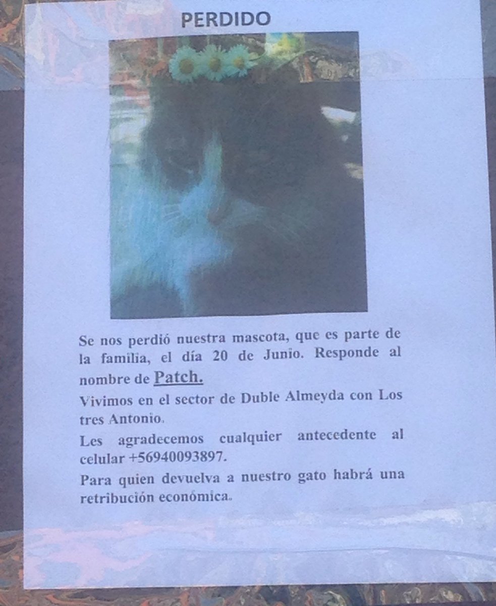 RT! Perdido gatito #Patch en #Ñuñoa <a href="/MascotasCl/">buscando mascotas</a> <a href="/Animalperdidocl/">Mascotas Perdidas</a> @DGatunaPerruna @quieroungatocl <a href="/SoyCatLover/">Soycatlover</a>