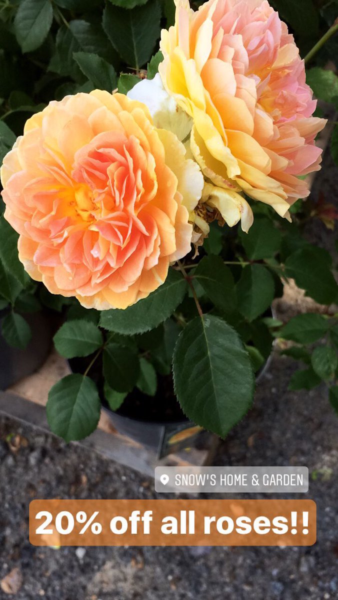 SnowsCapeCod's tweet image. Roses, perennials, and annuals now 20% off!!