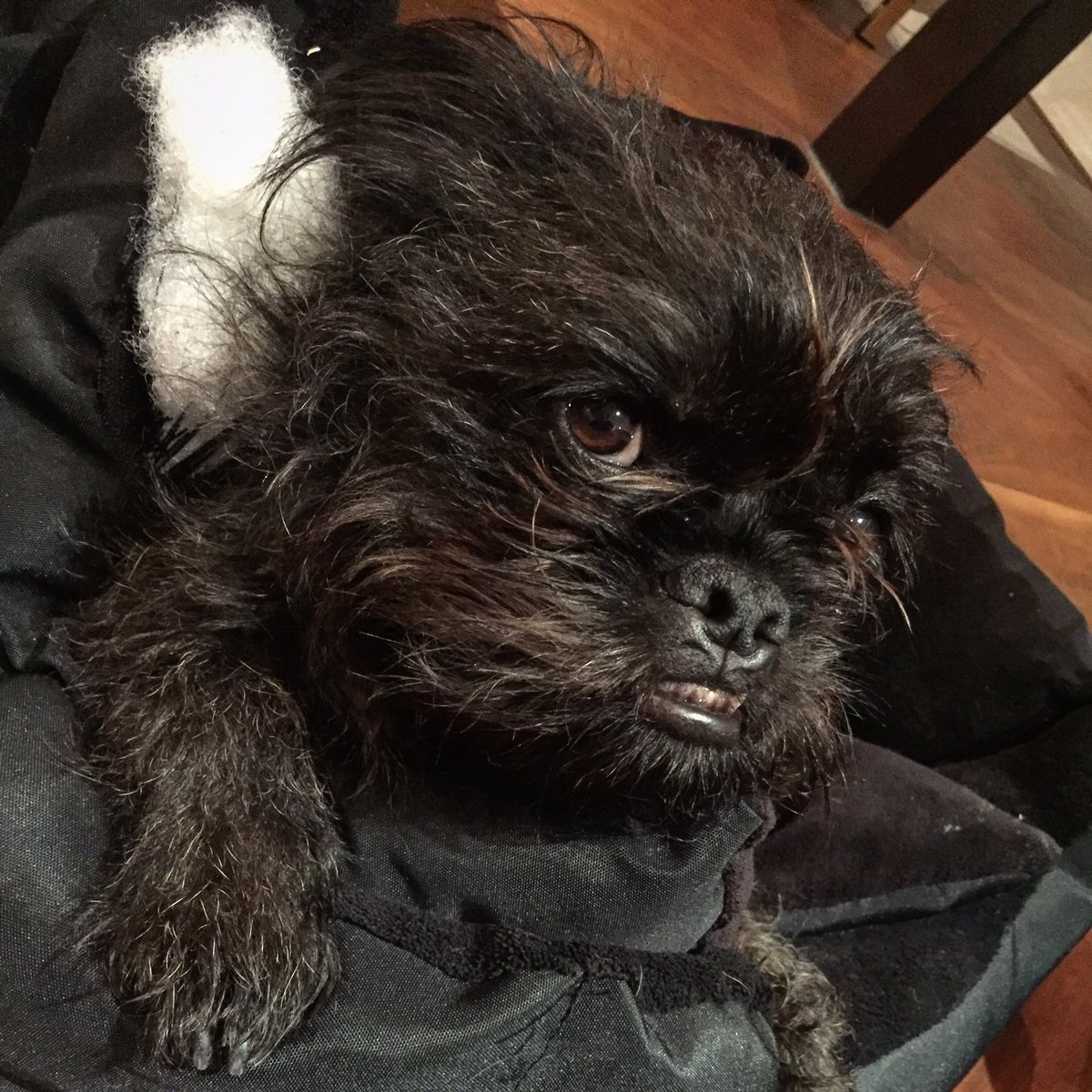 I ate my bed and I liked it. 😬 #nomnom #frenchies #griffonsoftwitter #dogs