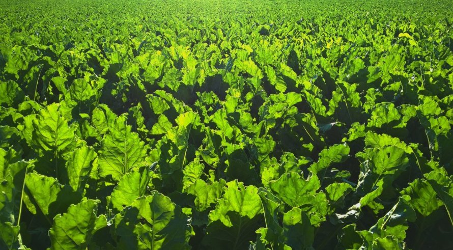 AlbertaFlavour's tweet photo. DYK there are Over 200 #Alberta Farmers that Grow Sugar Beets? #ABFoodFact #FoodFact #SouthernAlberta #AbAg #ABFlavour #AgLove https://t.co/QUI3rIiGfB