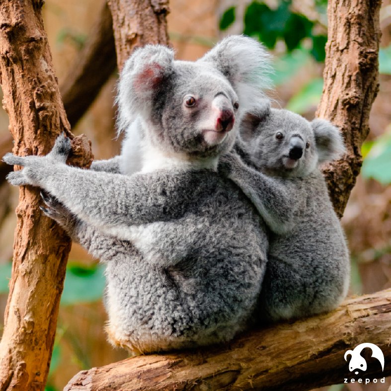 zeepodapp's tweet photo. Australia Zoo, Sunshine Coast - Koalas, Tasmanian demons, elephants, tigers and Komodo dragons are some of the animals. @AustraliaZoo https://t.co/ofsEgydFL9