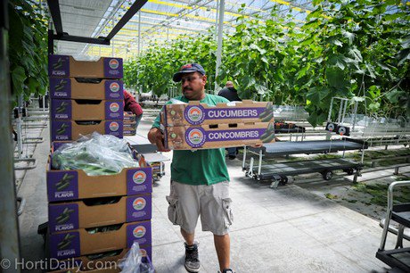 Sunset to pick first Michigan grown English cucumbers hortidaily.com/article/35917/… https://t.co/DxgICOfHtB
