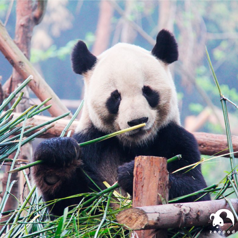 zeepodapp's tweet photo. Seven independent ecological zones that simulate different natural habitats, Yokohama Zoo, Japan it's a pioneer with it eco-friendly parks. https://t.co/Ssb0bkAENE