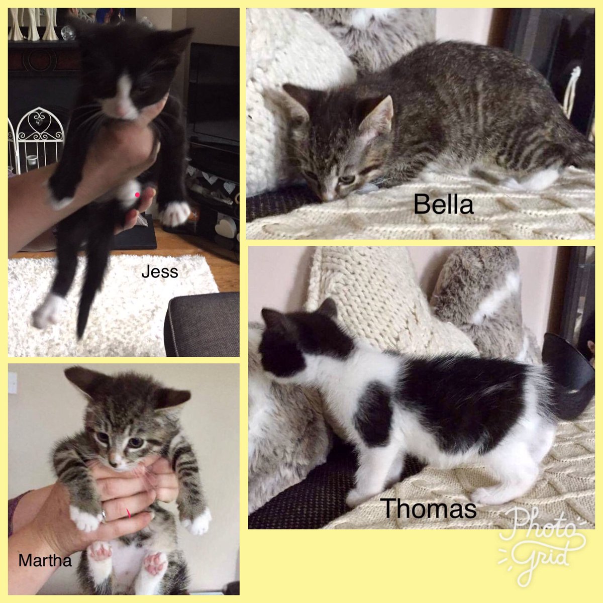 all available for adoption couple a bit shy. Had first vaccination and microchip, second vacc &amp;neutering covered by us. Adoption fee £60
