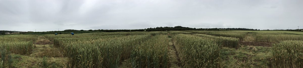 White Rose Sus. Ag. (@wrsusag) on Twitter photo A view over #MycoRhizaSoil second year of #wheat. Working out how to grow resilient crops #foodsecurity #soil <a href="/Soil_Security/">Soil Security Team</a> <a href="/BBSRC/">Biotechnology and Biological Sciences Research</a> A view over #MycoRhizaSoil second year of #wheat. Working out how to grow resilient crops #foodsecurity #soil <a href="/Soil_Security/">Soil Security Team</a> <a href="/BBSRC/">Biotechnology and Biological Sciences Research</a>