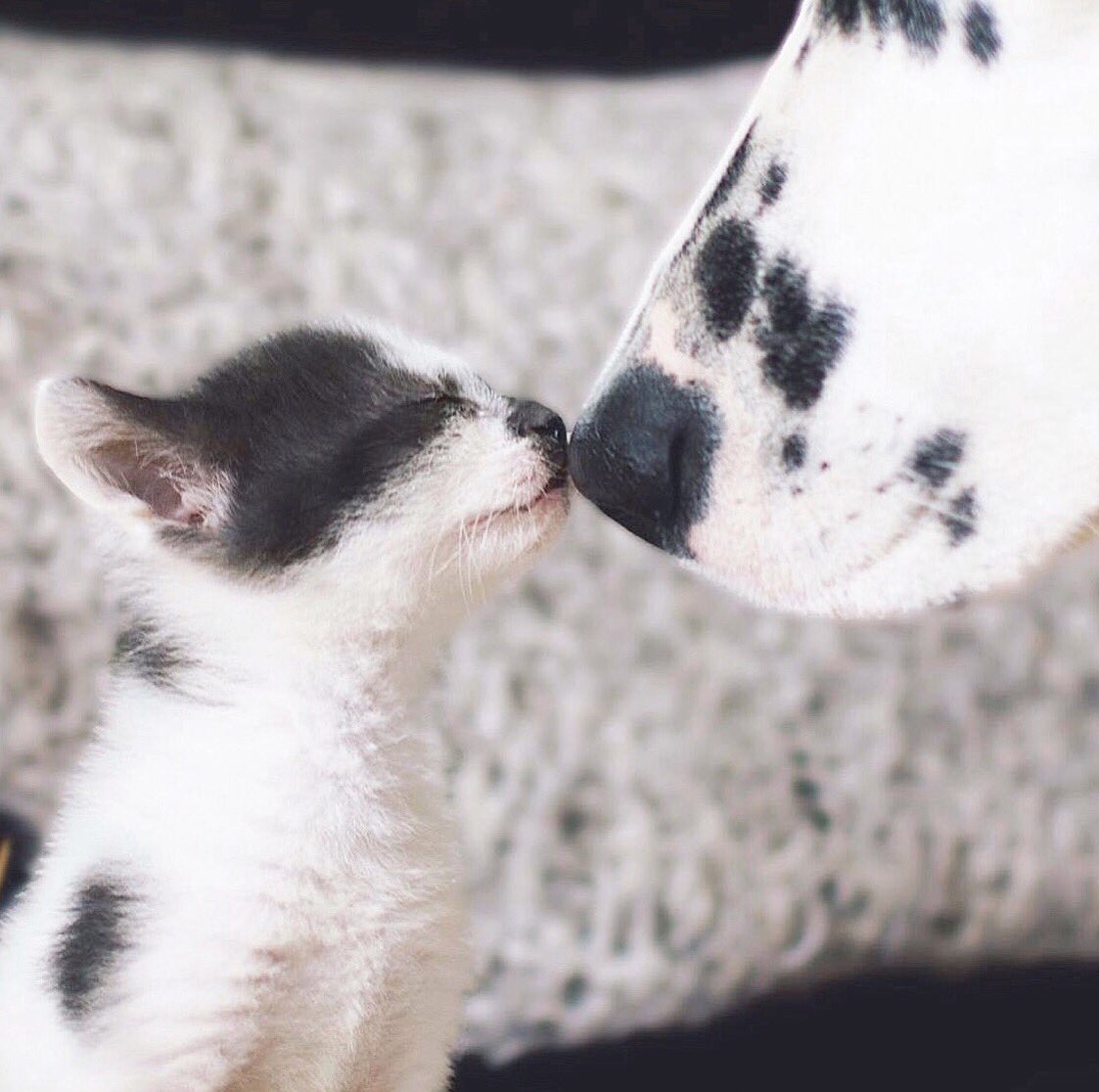 hemy_dalmatian's tweet photo. My little friend, Mila 🐶✨
#loveatfirstsight https://t.co/rBp2MNcGS7