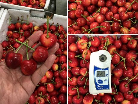Big crop expected for Washington Chelan cherries @cherrysnobs
freshplaza.com/article/177674…