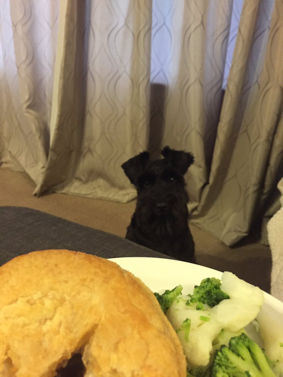 beardandbounce's tweet photo. Mmmmm its pie night tonight. I love pie. Maybe they'll drop a piece of pie...or feed me some pie in my pie hole...I love pie. #pietuesday https://t.co/LSZfRQisxK