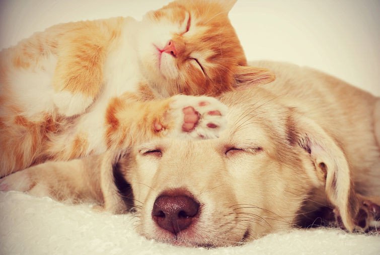 WearablesGlobal's tweet image. Pet wearables are about to take off in China goo.gl/hUkgsB #Pet #Wearablecomputer #China #Technology