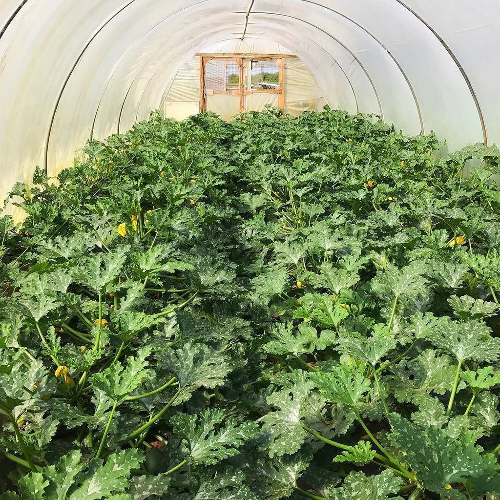 CotswoldAllotmenteer tweet media