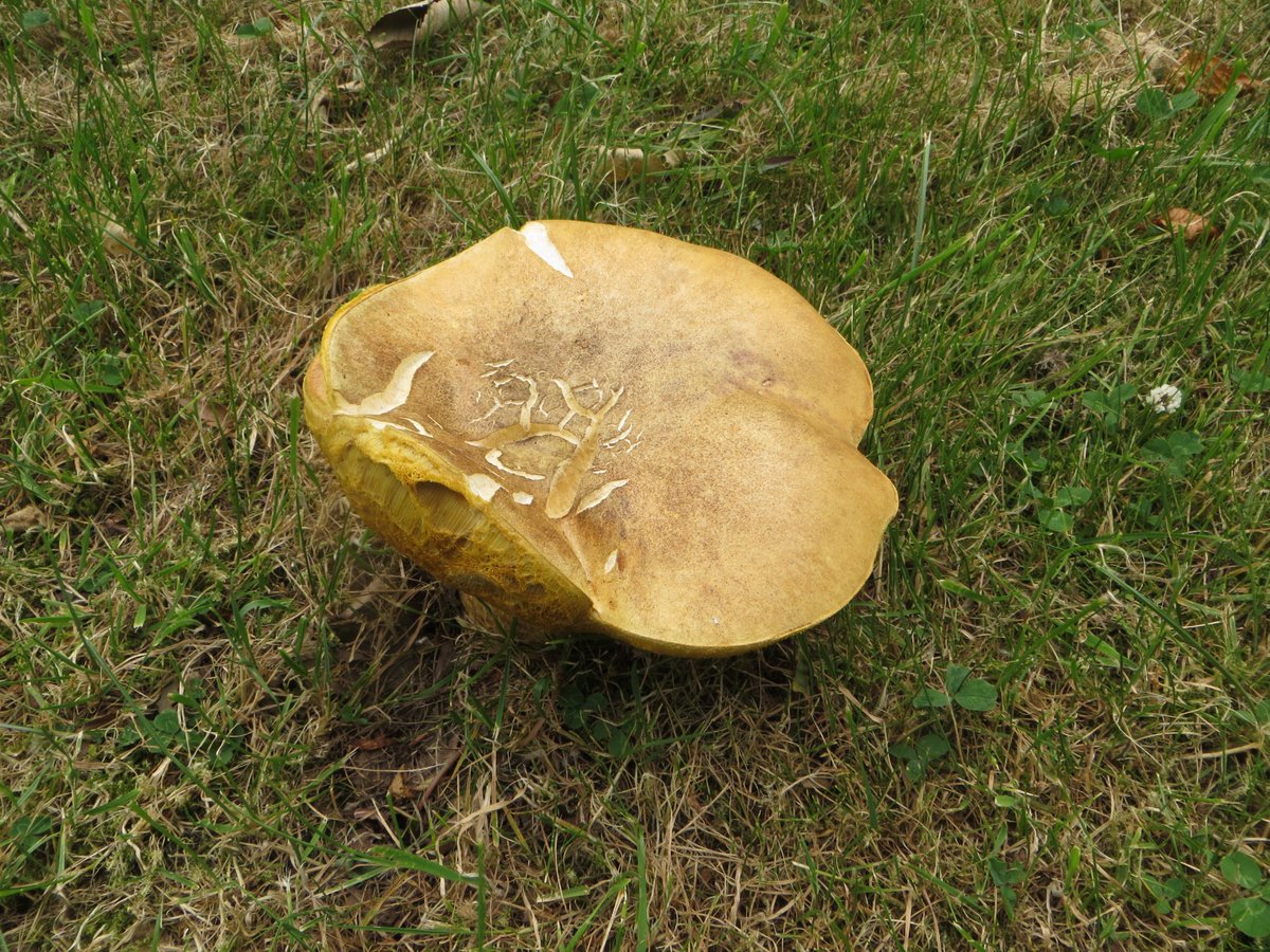 lukaslarge's tweet image. Also plenty of iodine boletes (Hemileccinum impolitum)