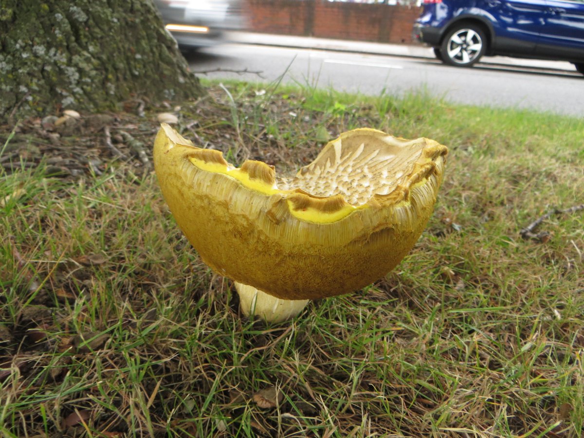 lukaslarge's tweet image. Also plenty of iodine boletes (Hemileccinum impolitum)