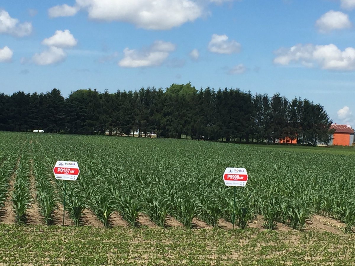 wakennes's tweet photo. Lots of new hybrids to watch for this fall @DuPontPioneer coming to many fields near you  P0574/P0414/P0306/P9998/P9621/P9608 https://t.co/AjZNgOgOKq