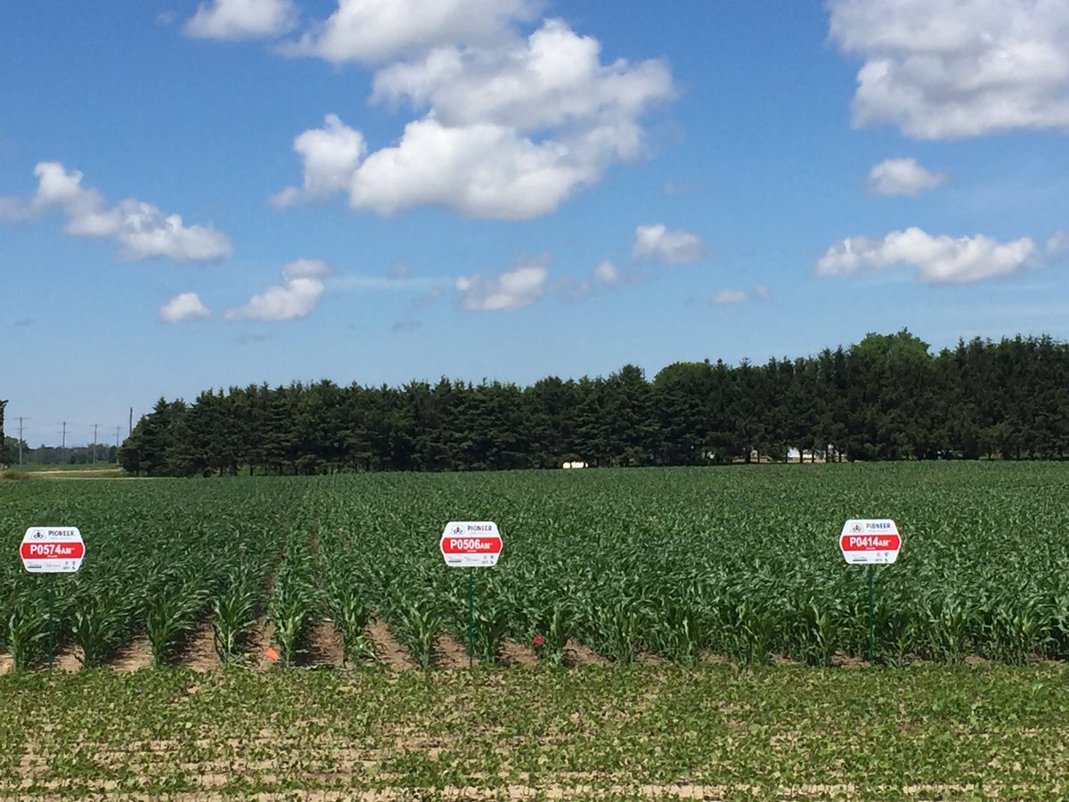 wakennes's tweet photo. Lots of new hybrids to watch for this fall @DuPontPioneer coming to many fields near you  P0574/P0414/P0306/P9998/P9621/P9608 https://t.co/AjZNgOgOKq