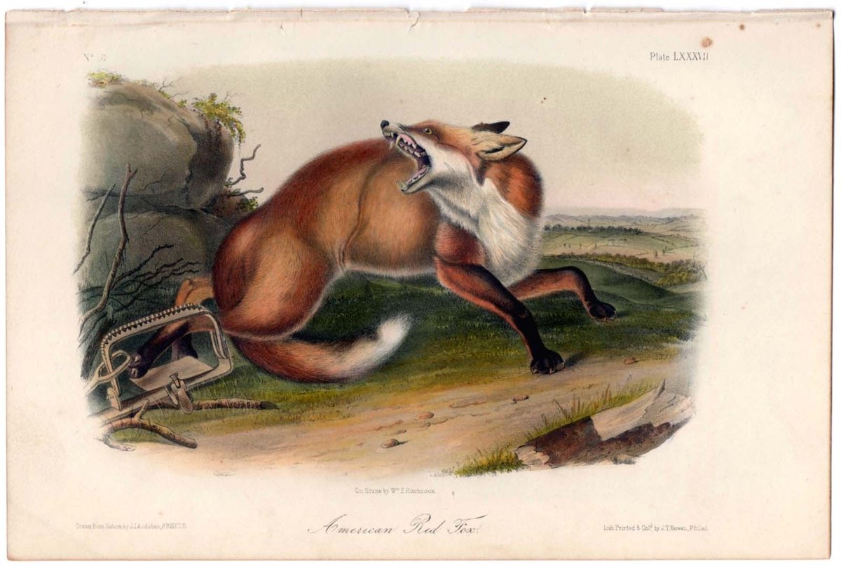 ElectrodgStore's tweet photo. #Audubon #Animal #WildLife #NaturalHistory #AntiquePrint #Fox #Ebay #Vintage #Collectibiles #Wilderness #Christies https://t.co/kO6EWfTugl https://t.co/UAjILbjUE1