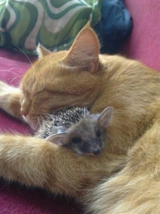 kelbelly31's tweet photo. #toocute #adorable https://t.co/JnUtrqkKms